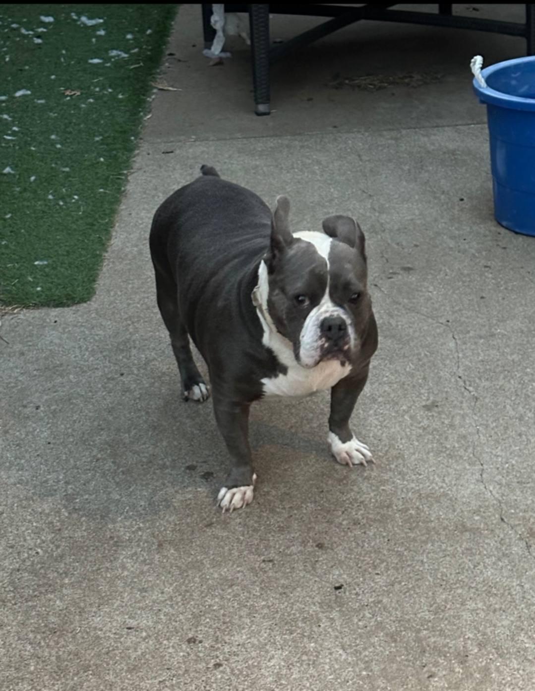 Enlarge Chanel (Courtesy Post), a Adoptable mixed breed in Bowie, TX image 1/4