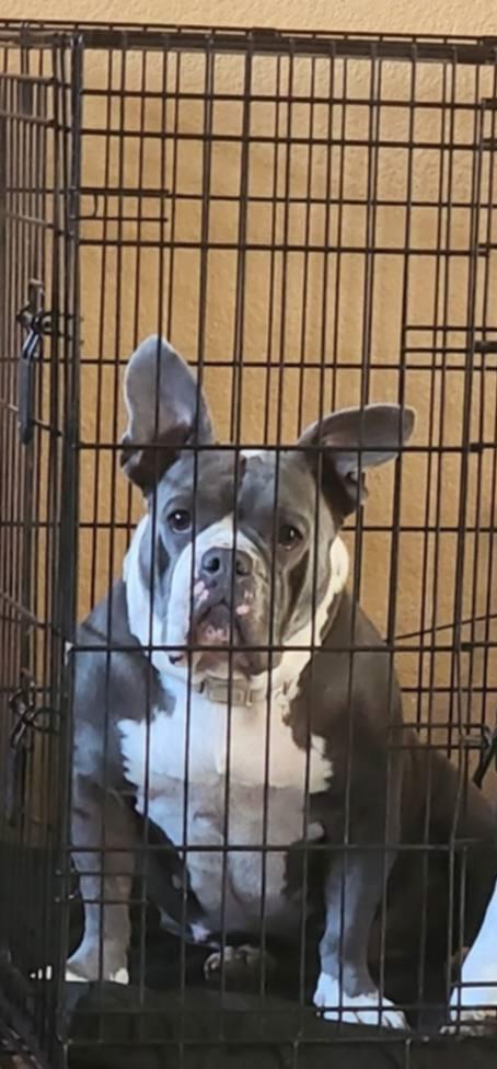 Enlarge Chanel (Courtesy Post), a Adoptable mixed breed in Bowie, TX image 2/4