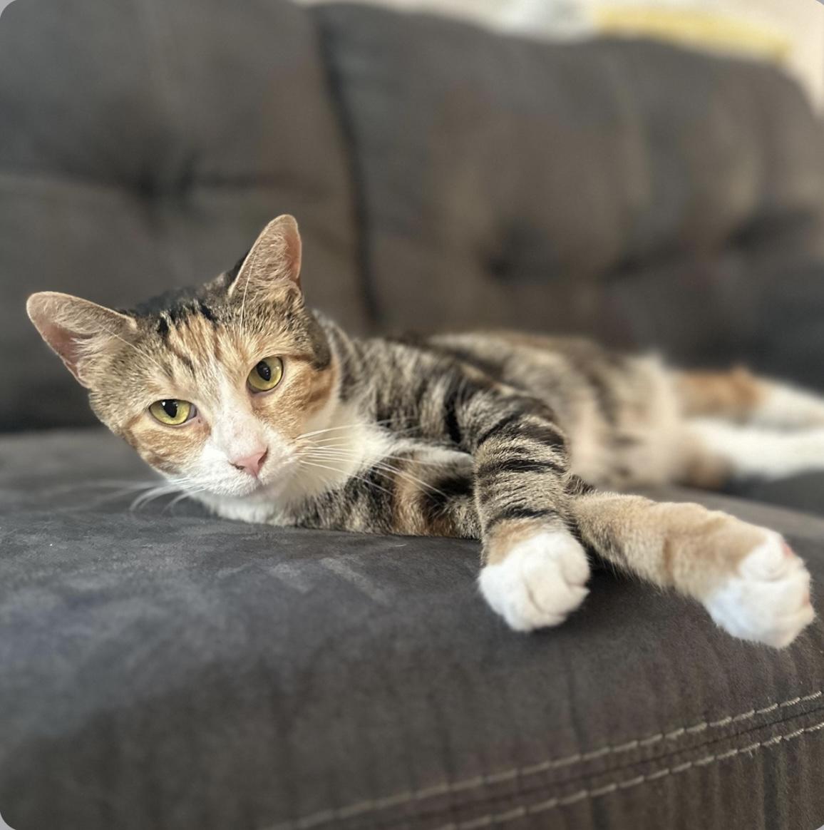 Mamma Kiwi, Adoptable, Adult Female Domestic Short Hair.