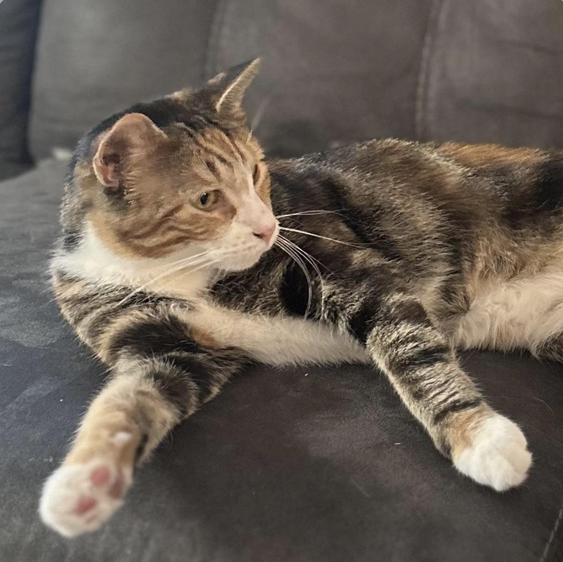 Mamma Kiwi, Adoptable, Adult Female Domestic Short Hair.