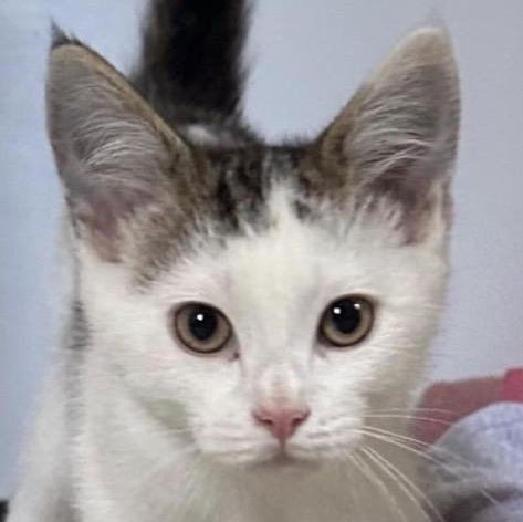Pencils, Adoptable, Kitten Male Domestic Short Hair.