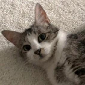 Sugar, Adult Female Domestic Short Hair