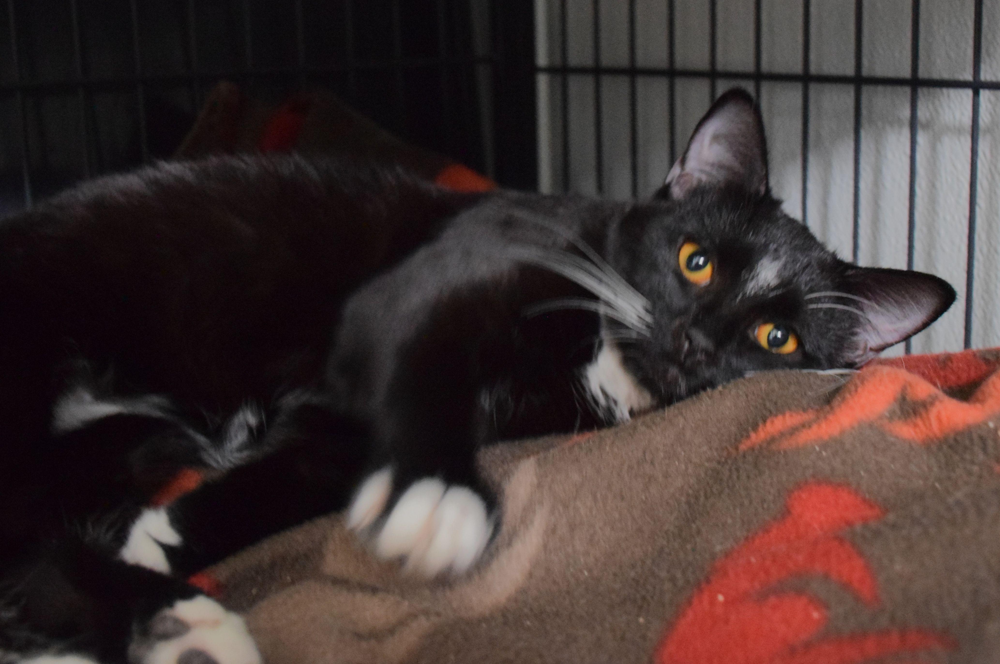 Jade, ADOPTABLE, Adult Female Domestic Short Hair.