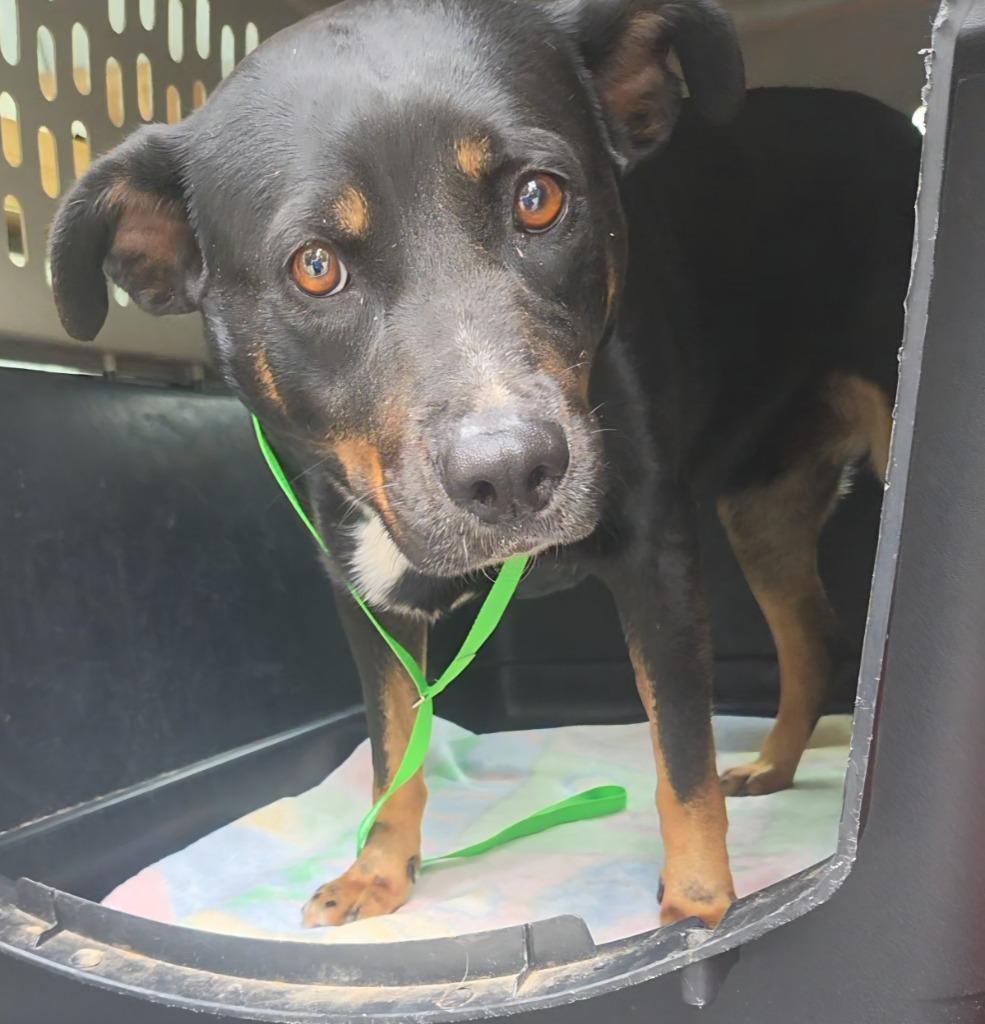 Brooke, Adoptable, Adult Female Shepherd & Mixed Breed.