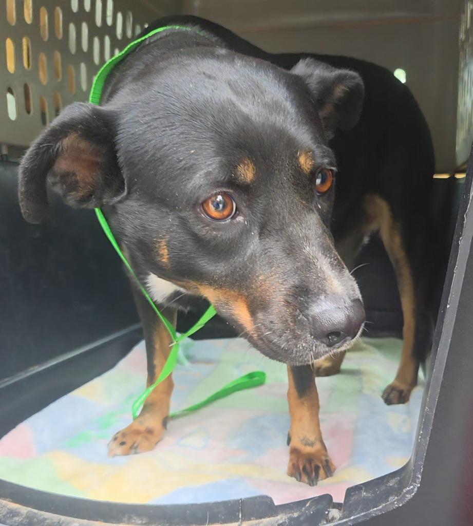 Enlarge Brooke, a Adoptable mixed breed in Sherwood, AR image 2/2