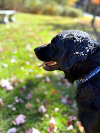 Enlarge Tank, a Adoptable mixed breed in Bedford Hills, NY image 6/6