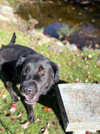 Enlarge Tank, a Adoptable mixed breed in Bedford Hills, NY image 5/6