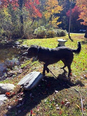Enlarge Tank, a Adoptable mixed breed in Bedford Hills, NY image 4/6