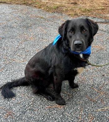 Enlarge Tank, a Adoptable mixed breed in Bedford Hills, NY image 1/6