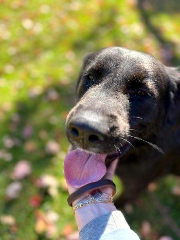 Enlarge Tank, a Adoptable mixed breed in Bedford Hills, NY image 3/6