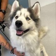 Axle Rose, ADOPTABLE, Adult Male Husky.