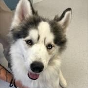 Enlarge Axle Rose, a ADOPTABLE mixed breed in Allen, TX image 5/5