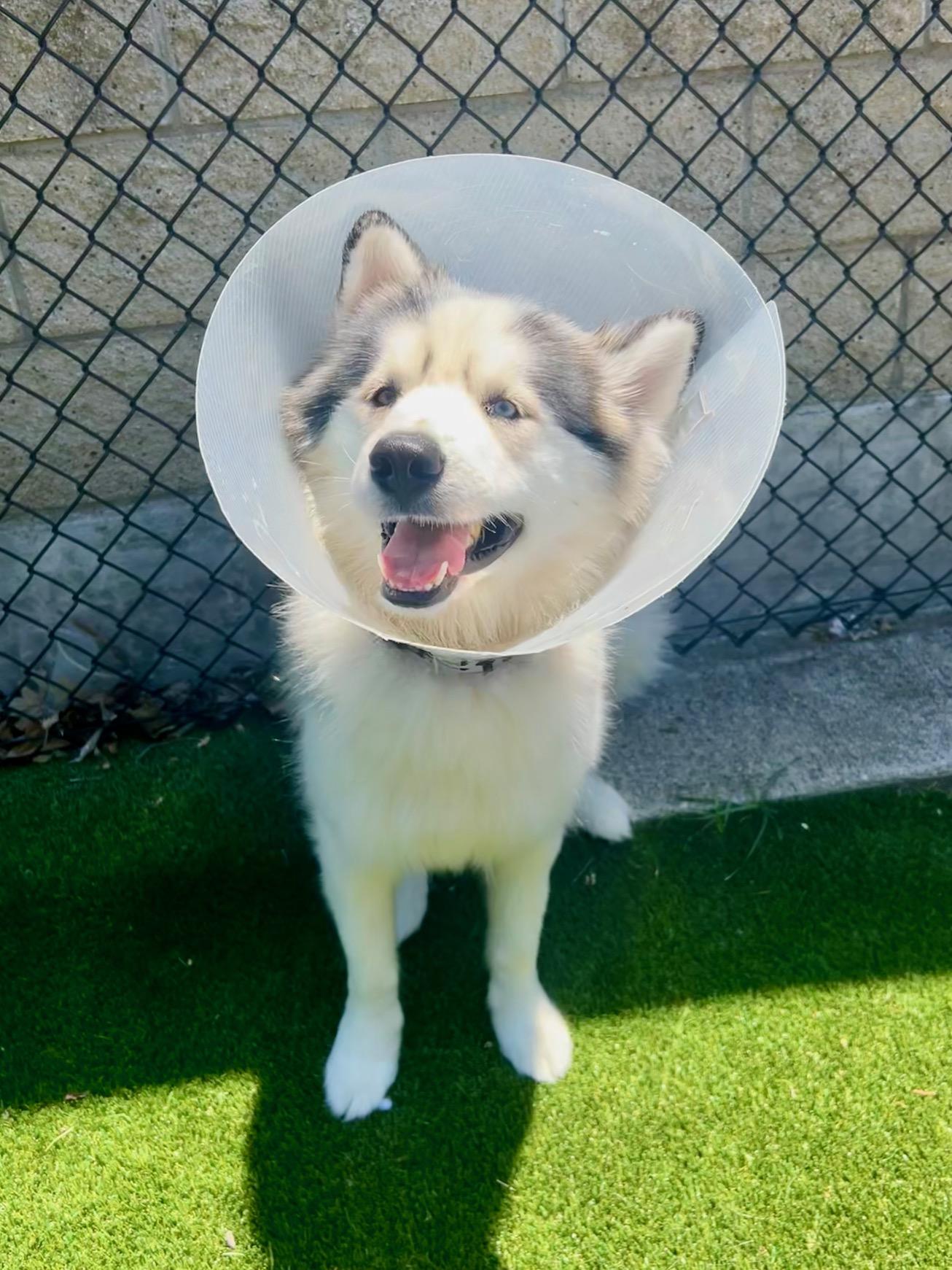 Enlarge Axle Rose, a ADOPTABLE mixed breed in Allen, TX image 4/5