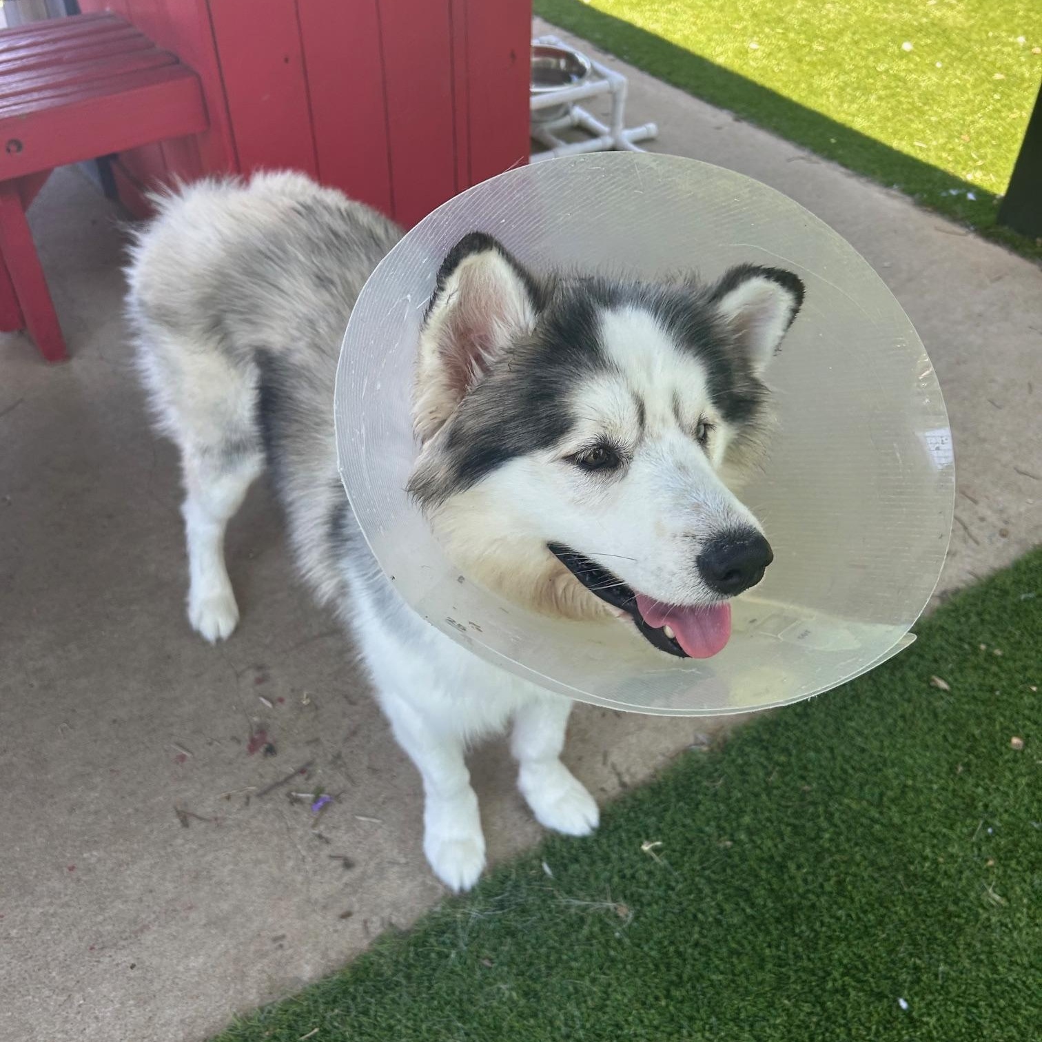 Enlarge Axle Rose, a ADOPTABLE mixed breed in Allen, TX image 3/5