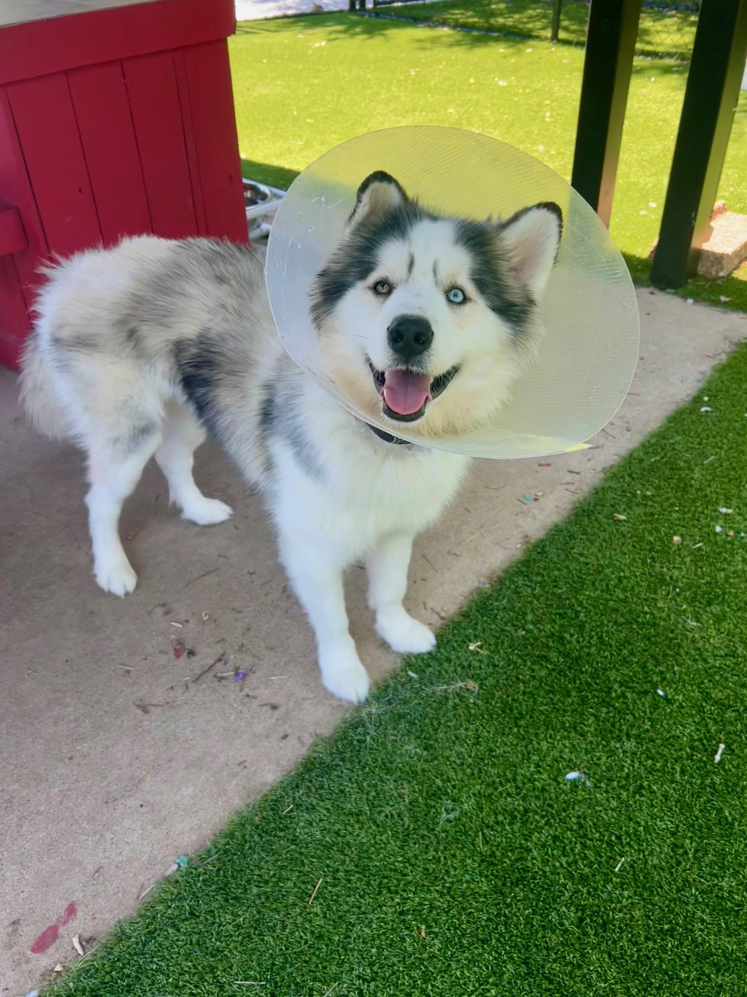 Enlarge Axle Rose, a ADOPTABLE mixed breed in Allen, TX image 2/5