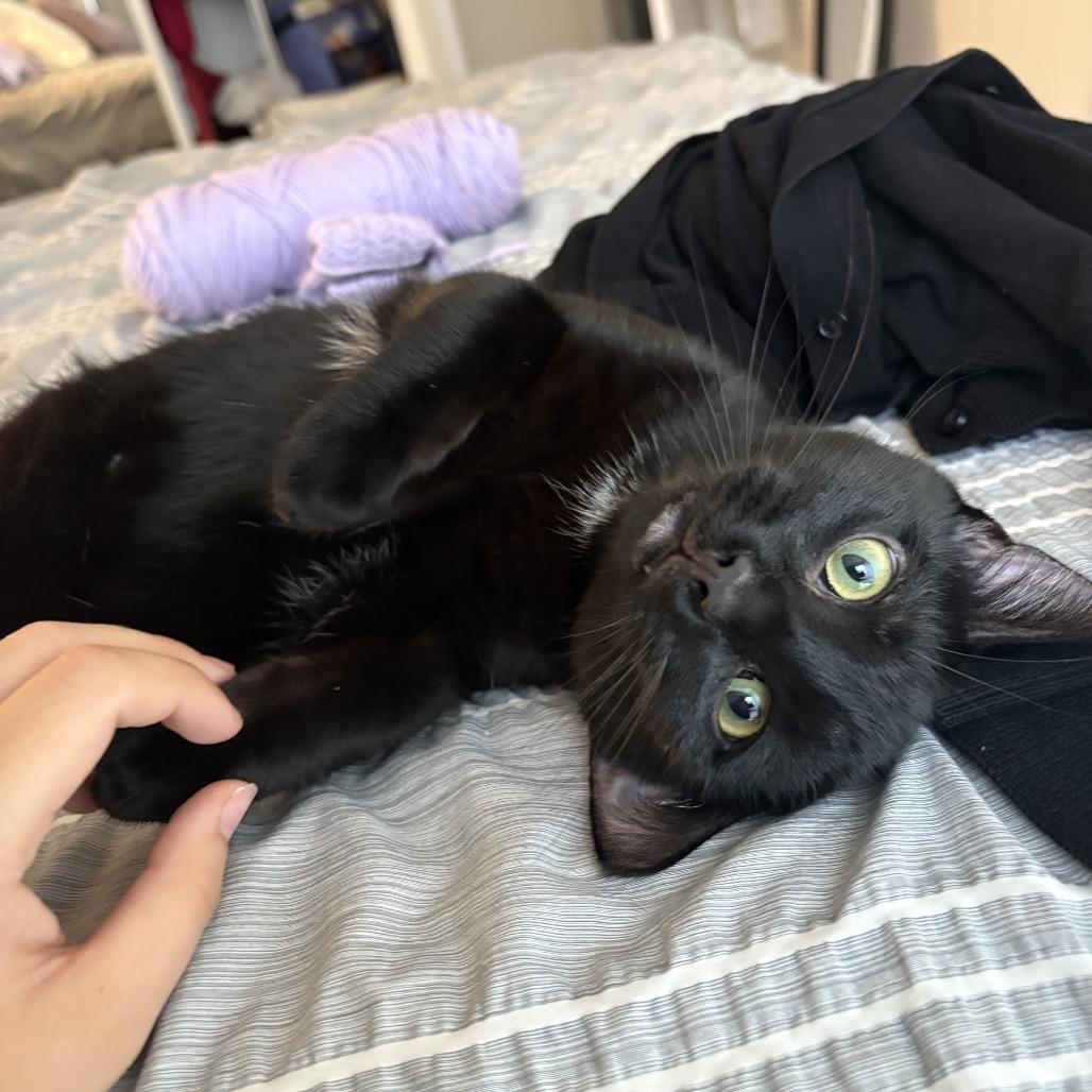 Stinkbug, Adoptable, Young Male Domestic Short Hair.