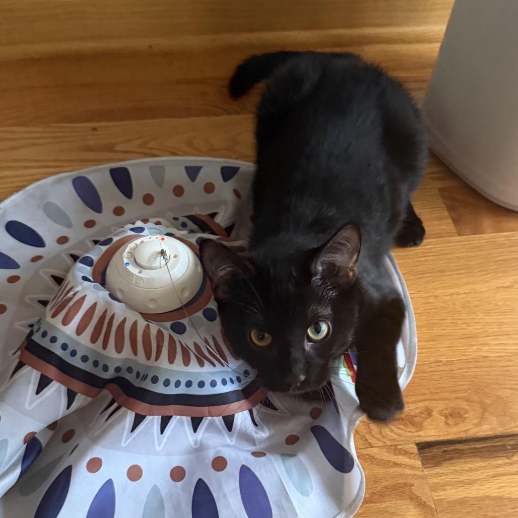 Enlarge Stinkbug, a Adoptable Domestic Short Hair in Chicago, IL image 2/5