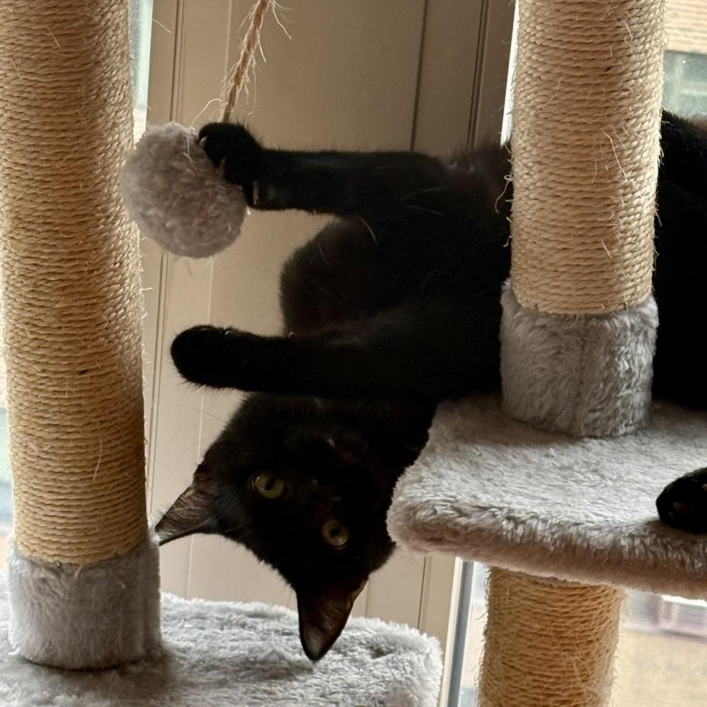 Enlarge Stinkbug, a Adoptable Domestic Short Hair in Chicago, IL image 3/5