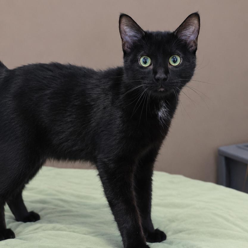 Enlarge Stinkbug, a Adoptable Domestic Short Hair in Chicago, IL image 4/5