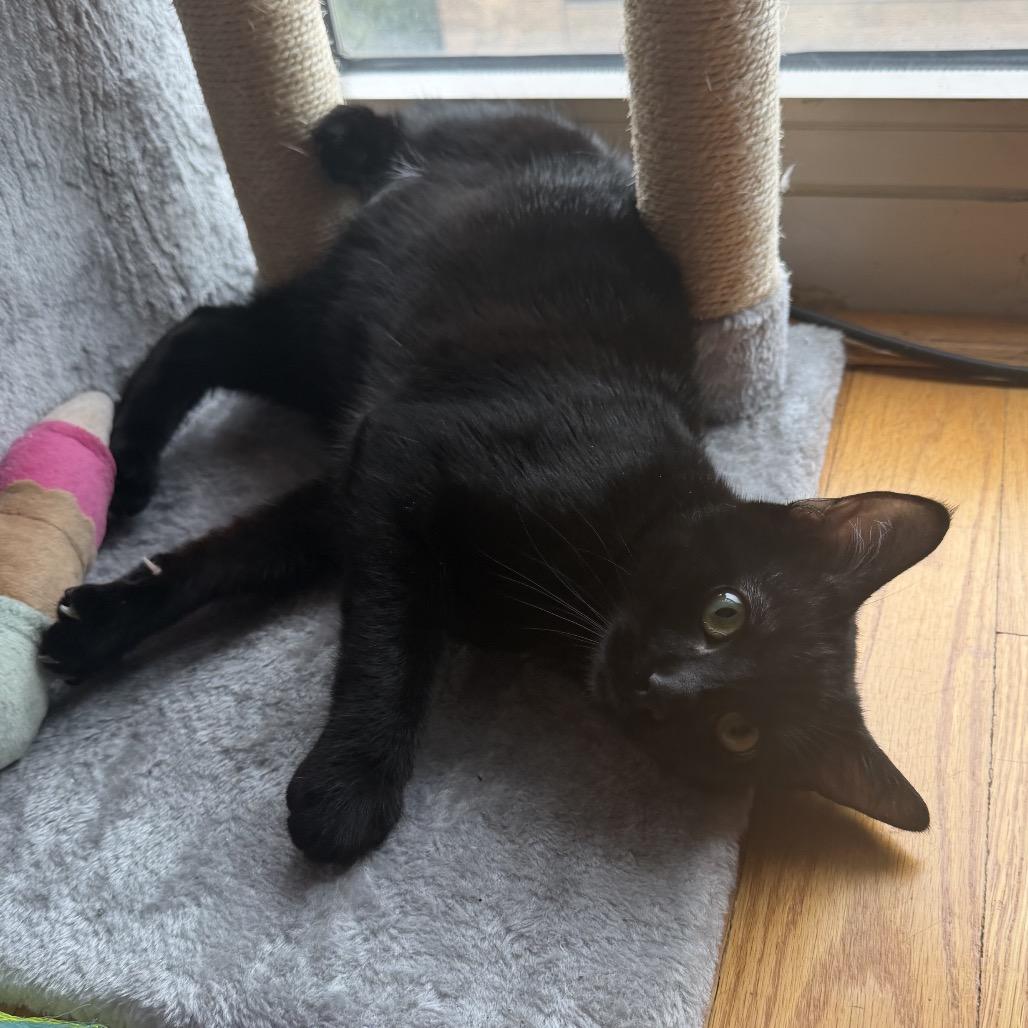 Enlarge Stinkbug, a Adoptable Domestic Short Hair in Chicago, IL image 5/5