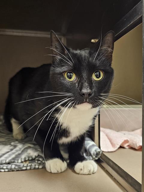 SYLVESTER, Adoptable, Adult Male Domestic Short Hair.