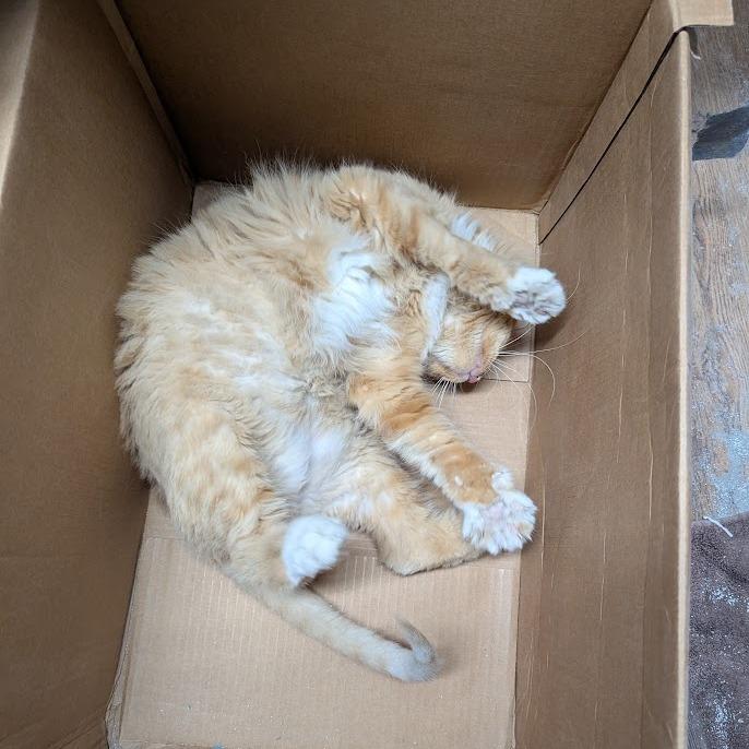 Enlarge Dreamsicle, a Adoptable Domestic Long Hair in Reisterstown, MD image 1/6