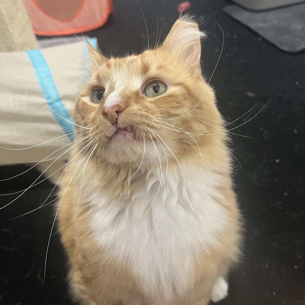 Enlarge Dreamsicle, a Adoptable Domestic Long Hair in Reisterstown, MD image 2/6