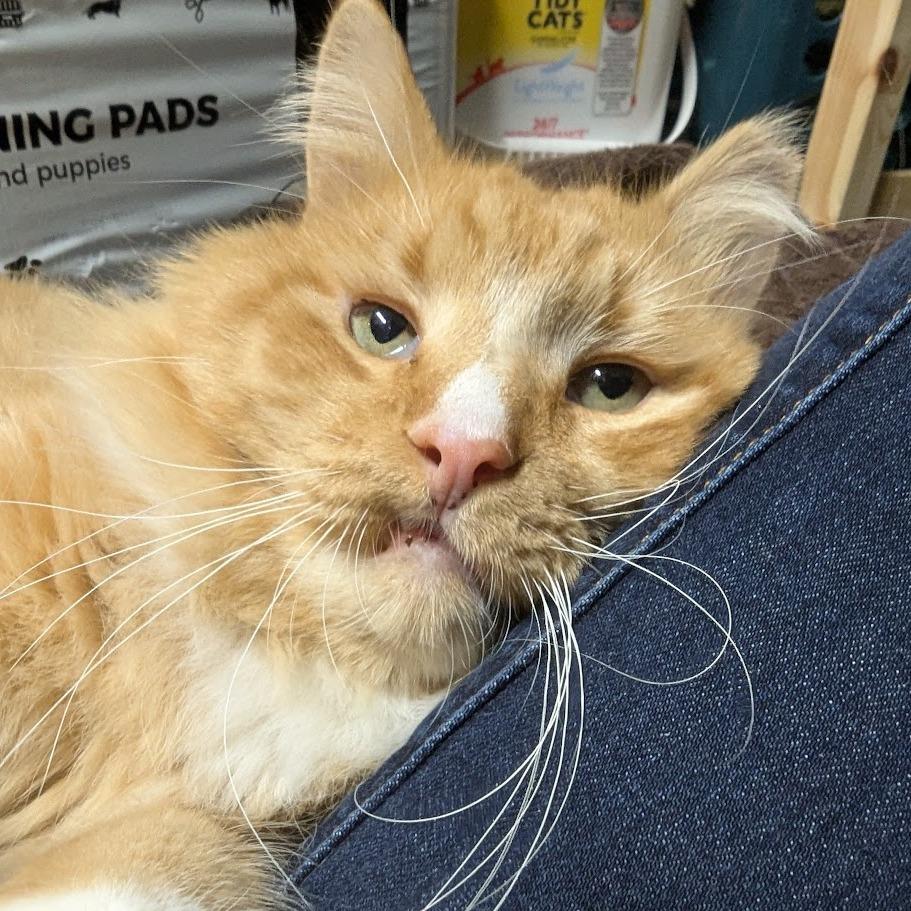 Enlarge Dreamsicle, a Adoptable Domestic Long Hair in Reisterstown, MD image 3/6