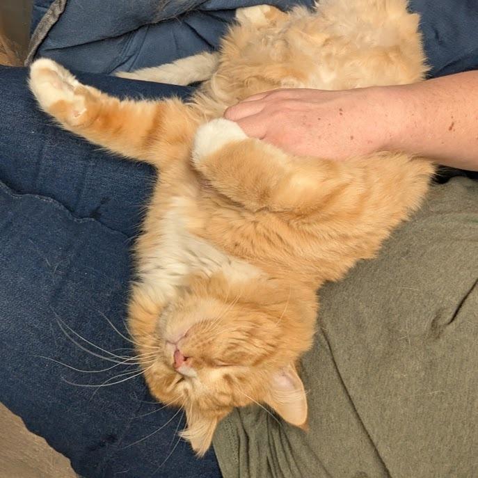 Enlarge Dreamsicle, a Adoptable Domestic Long Hair in Reisterstown, MD image 4/6