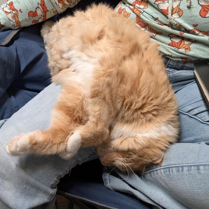 Enlarge Dreamsicle, a Adoptable Domestic Long Hair in Reisterstown, MD image 5/6