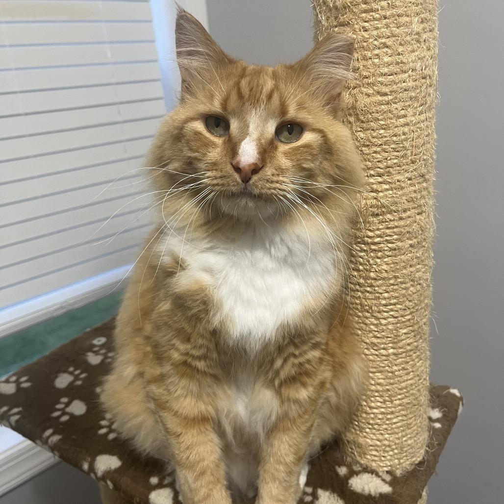 Enlarge Dreamsicle, a Adoptable Domestic Long Hair in Reisterstown, MD image 6/6