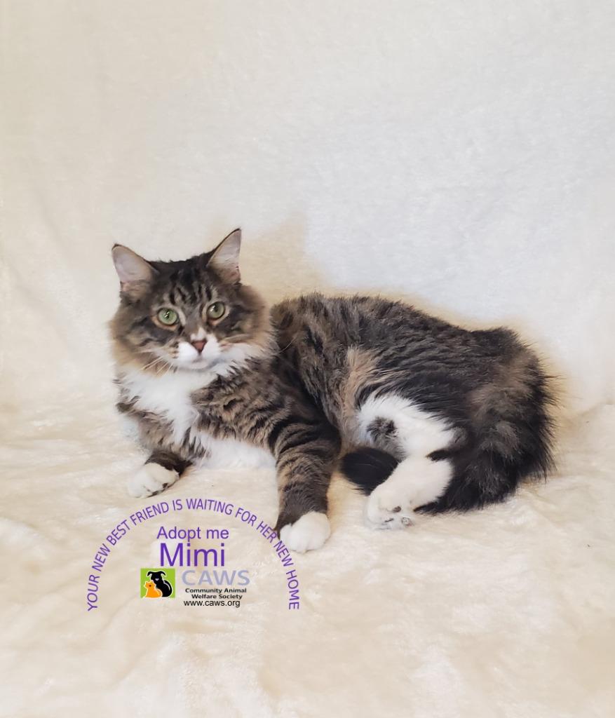 Mimi, a Adoptable mixed breed in Salt Lake City, UT image 1/2