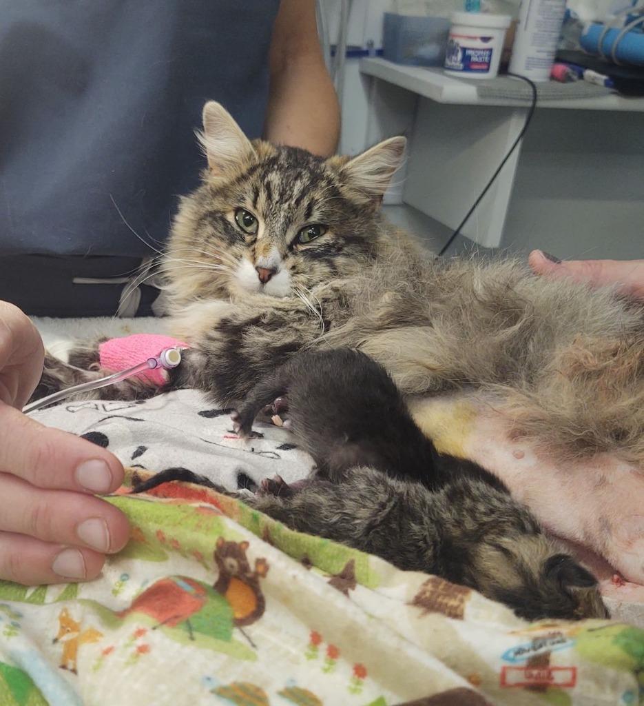 Mimi, a Adoptable mixed breed in Salt Lake City, UT image 2/2