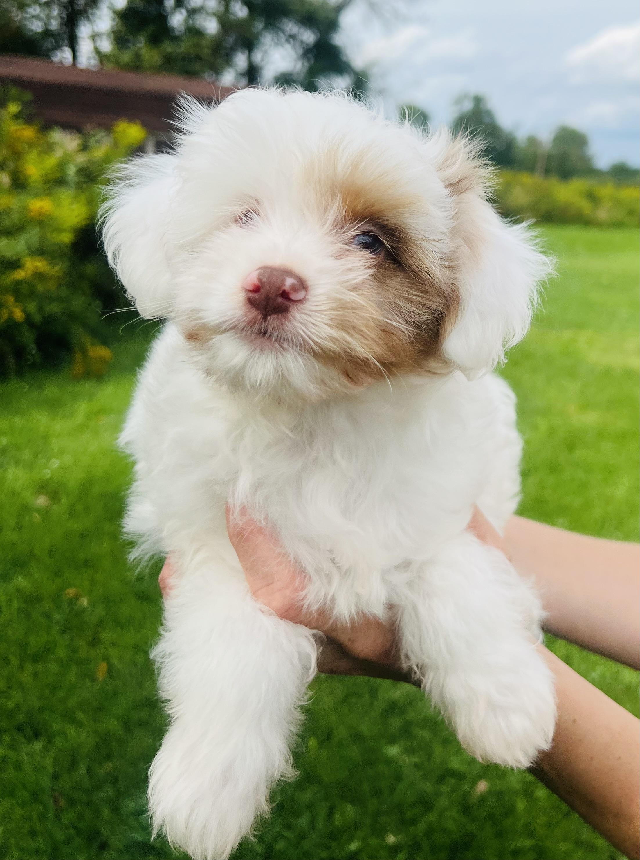 Enlarge ODIN, a Adopted Aussiedoodle in Belmont, NY image 5/5