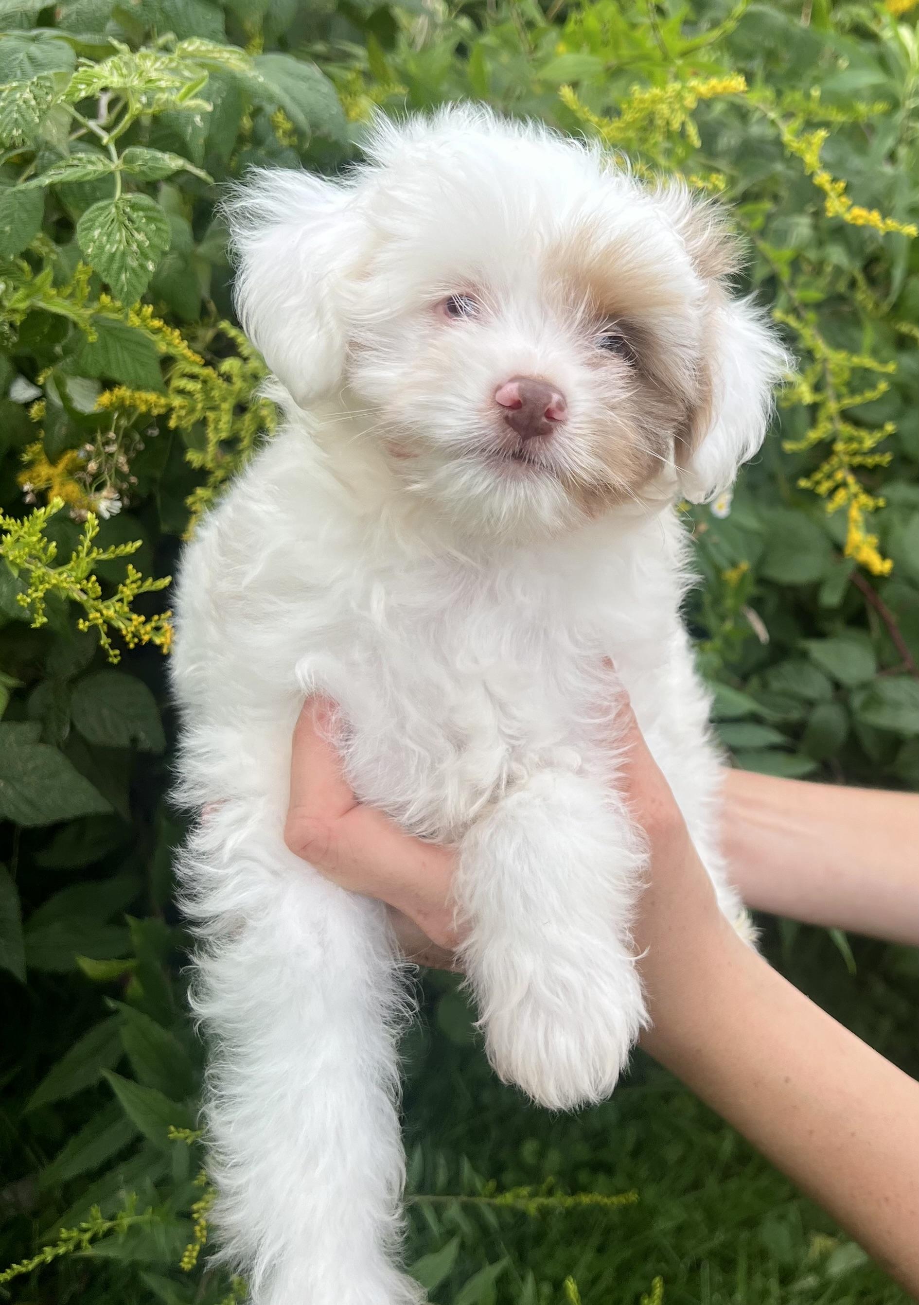 Enlarge ODIN, a Adopted Aussiedoodle in Belmont, NY image 3/5