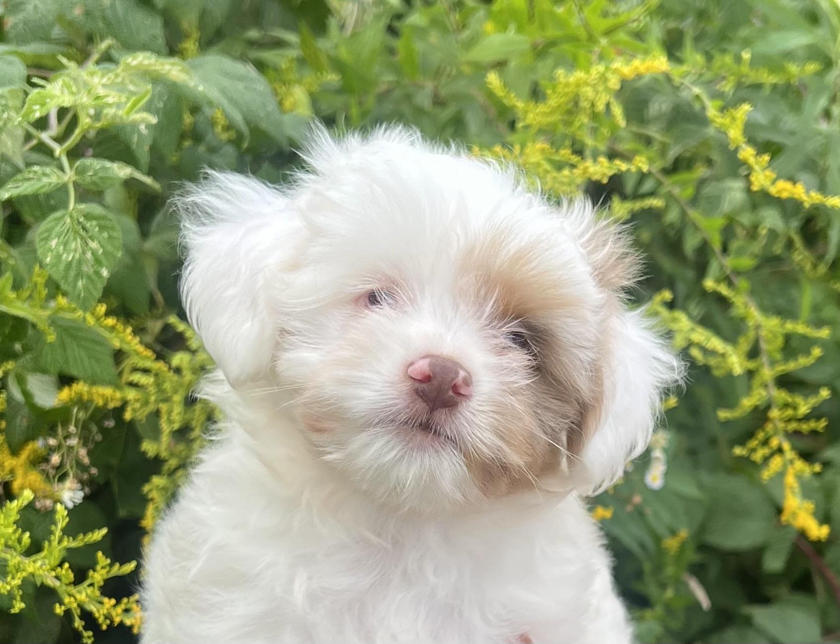 ODIN, Adopted, Puppy Male Aussiedoodle.