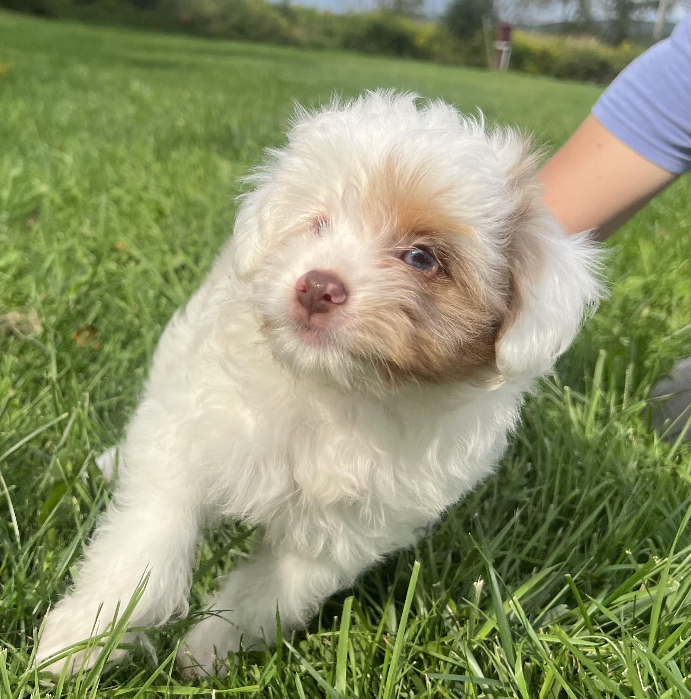 Enlarge ODIN, a Adopted Aussiedoodle in Belmont, NY image 2/5