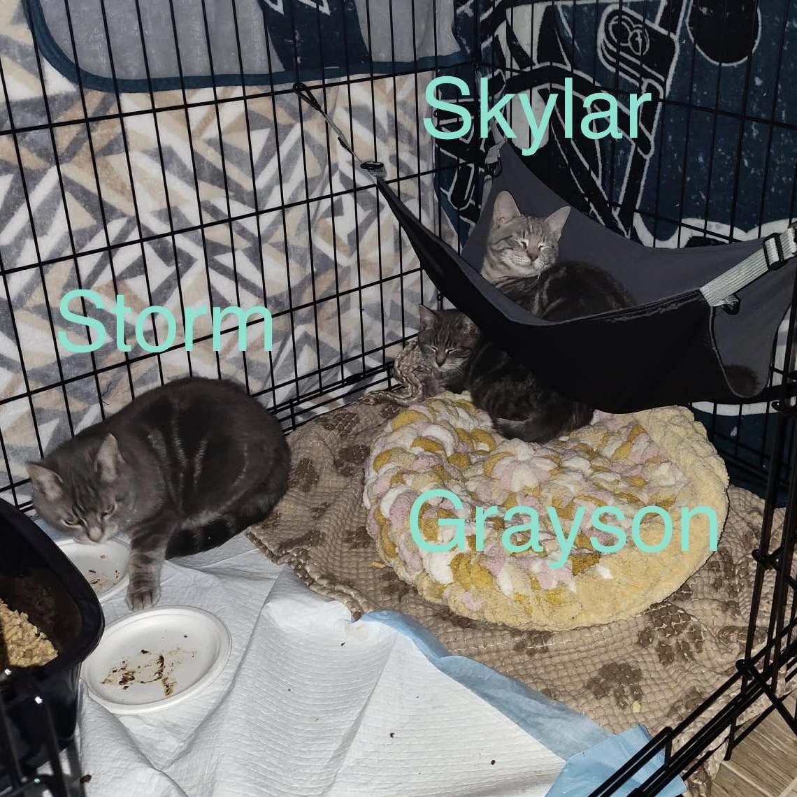 Skylar, an adopted Domestic Short Hair in Bellmawr, NJ image 1/3