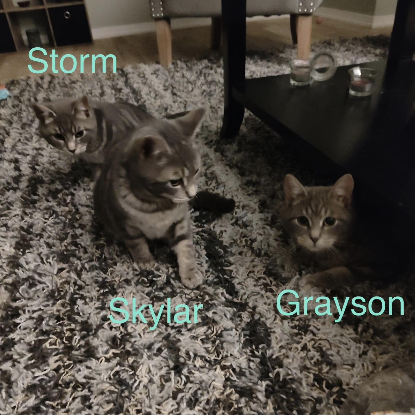 Skylar, an adopted Domestic Short Hair in Bellmawr, NJ image 3/3