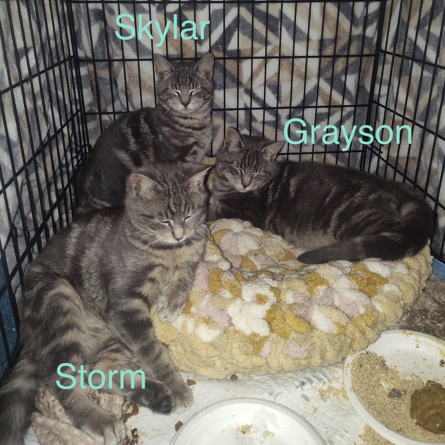 Skylar, an adopted Domestic Short Hair in Bellmawr, NJ image 2/3