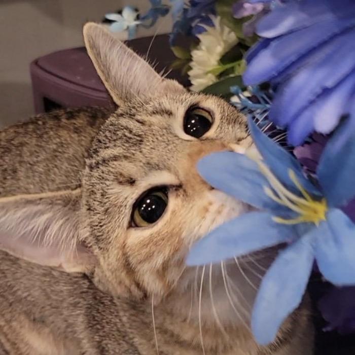 Enlarge Alice, a Adoptable Domestic Short Hair in Woodstock, GA image 1/3