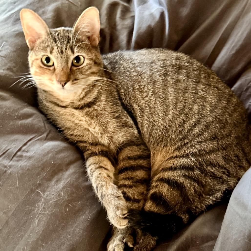 Enlarge Alice, a Adoptable Domestic Short Hair in Woodstock, GA image 2/4