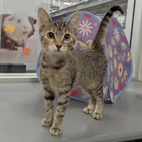 Enlarge Alice, a Adoptable Domestic Short Hair in Woodstock, GA image 2/3