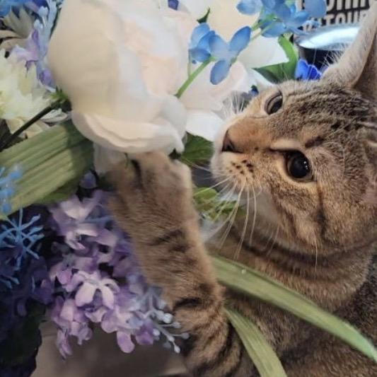 Enlarge Alice, a Adoptable Domestic Short Hair in Woodstock, GA image 3/3