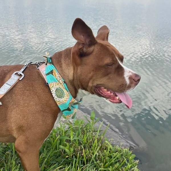 Paisley Love brings connection and affection — thumbnail 3