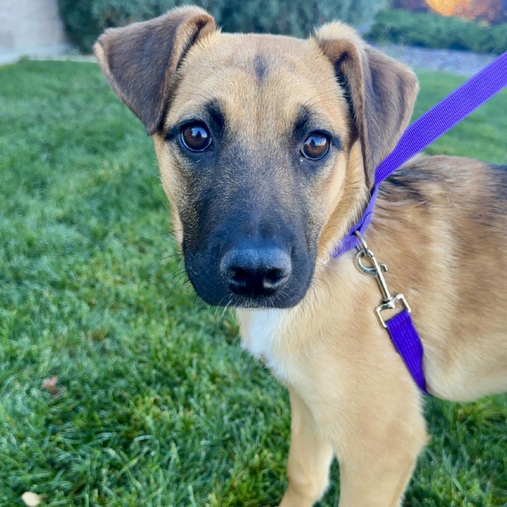 Burrito, Adoptable, Puppy Female Shepherd & Mixed Breed.
