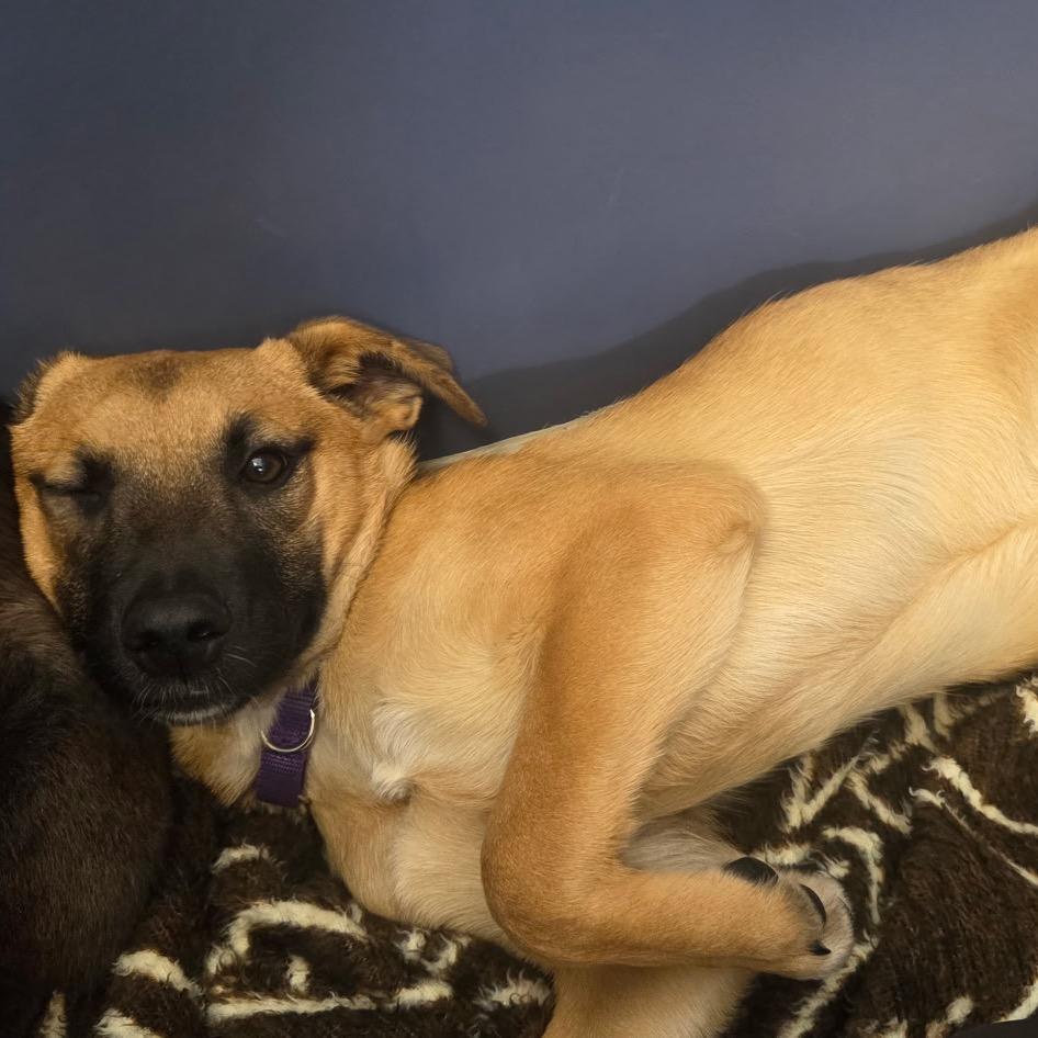 Enlarge Burrito, a Adoptable mixed breed in Great Falls, MT image 2/6