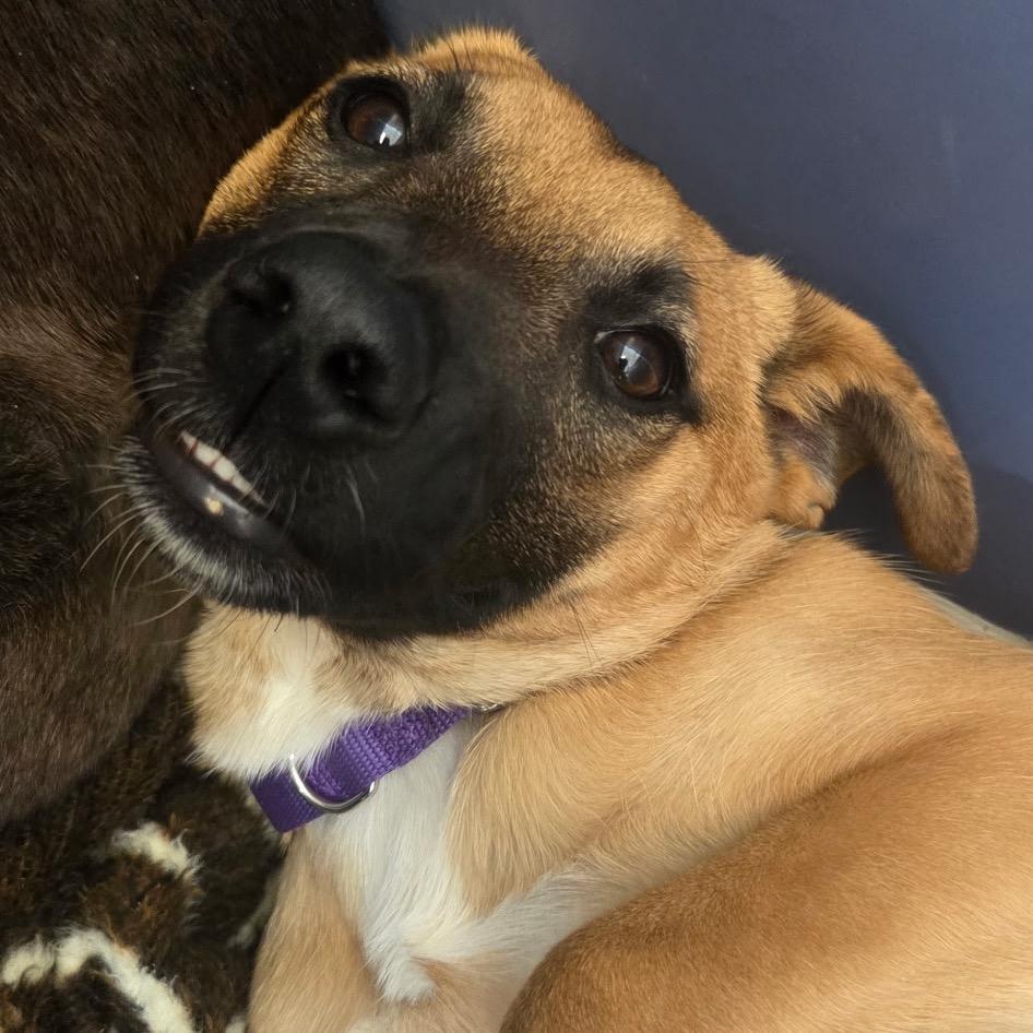 Enlarge Burrito, a Adoptable mixed breed in Great Falls, MT image 3/6