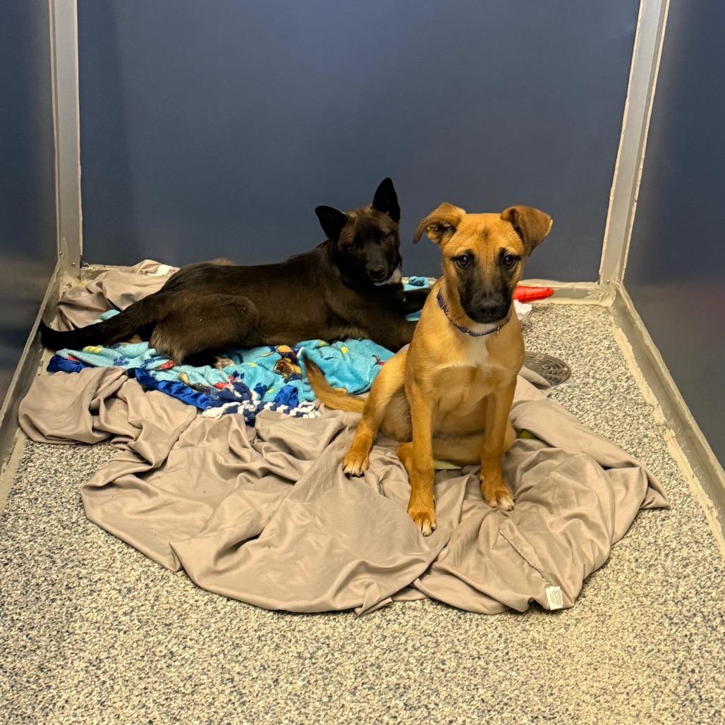 Enlarge Burrito, a Adoptable mixed breed in Great Falls, MT image 4/6