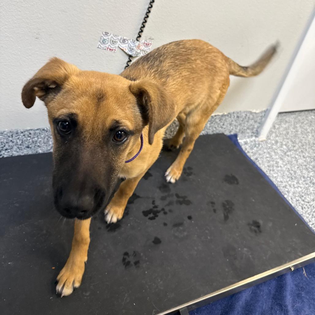 Enlarge Burrito, a Adoptable mixed breed in Great Falls, MT image 5/6